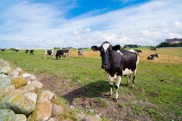 meadow with cows