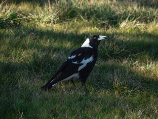 A male Australian magpie
