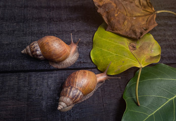 Snail in the natural life.