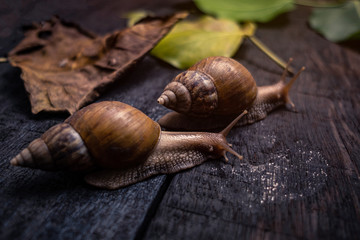 Snail in the natural life.