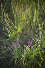 flowers in the grass
