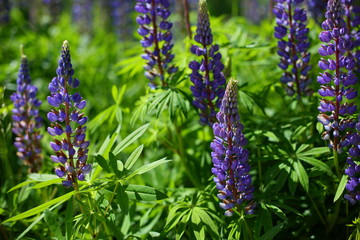 blooming purple lupines in the field