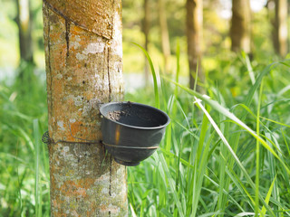 Pot or bowl for filled rubber latex on rubber tree in Plantation,Tapping for rubber at rubber farm...