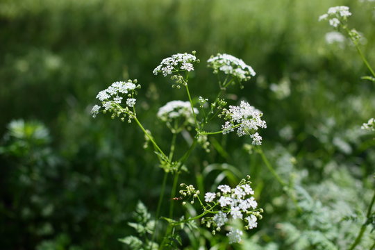 Bischofskraut Bilder Durchsuchen 1,204 Archivfotos,