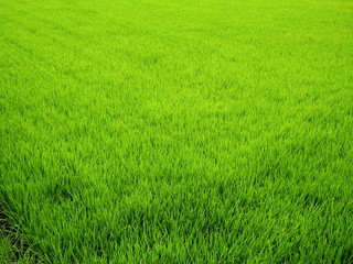 梅雨時の青田風景