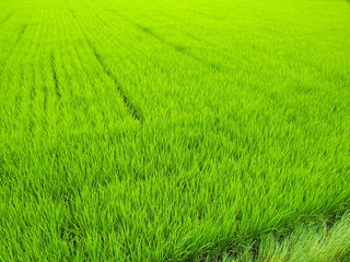 梅雨時の青田風景