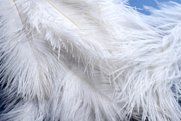 background of fluffy white ostrich feathers closeup