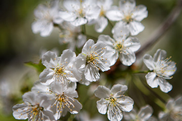 Beautiful white flowers of a blossom cherry tree.