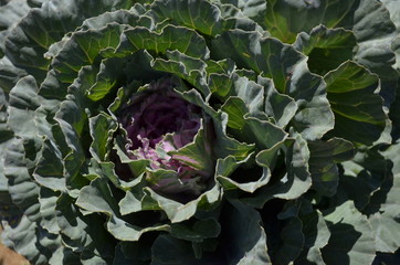 cabbage growing in the garden