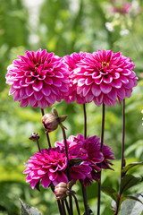 Dahlia en fleurs