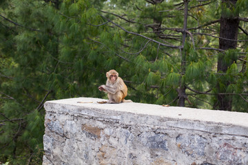 Monkey in Murree