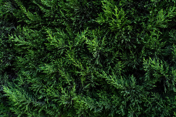 green bushes texture backgrounds