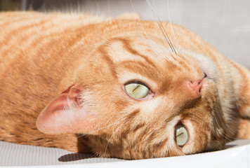 Retrato de gato rubio atigrado con ojos verdes, tumbado del revés mirando a cámara.