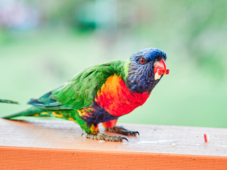 Rainbow lorikeet eating apple