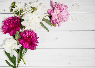 Beautiful pink and white peony flowers with petals on the white wooden horizontal background, mock up top flat view with empty place for text