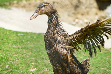 Cute funny goose spread wings in the nature