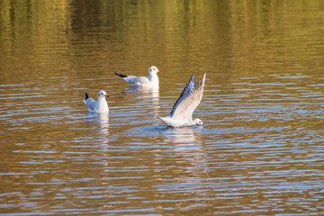 Seagull getting the landing wrong into water