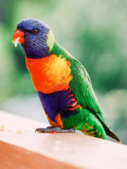 A close up of a rainbow lorikeet