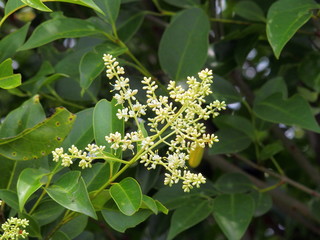 トウネズミモチの花