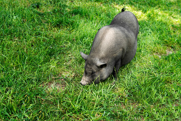 Close-up of a Vietnamese pig with soil in the background.