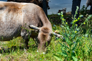European cow grazing free in the mountain.