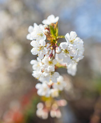 Flowers on a fruit tree in the park