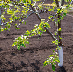 Flowers on a fruit tree in the park