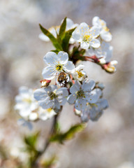 Flowers on a fruit tree in the park
