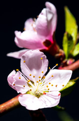 Flower on peach branch on black background