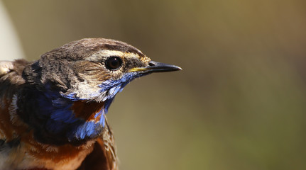 Portrait of Luscinia svecica, the Red-spotted Bluethroat