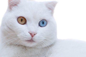 Fototapeta na wymiar White cat with multi-colored eyes