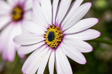 Fototapeta premium Pink purple tinged white leaves of the African Daisy (Osteospermum jucundum)