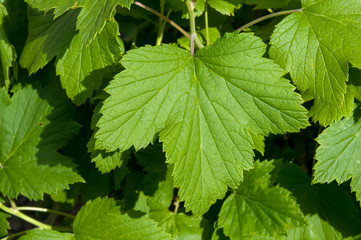 Background of the growing leaves of black currant, black currant bush