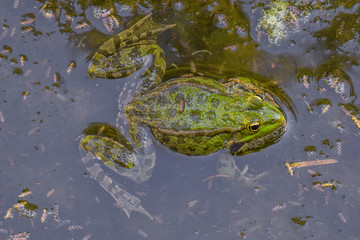 green frog swimming in pond