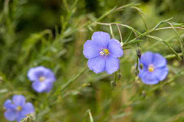 Beautiful flax flowers at dawn.Flowers flax azure