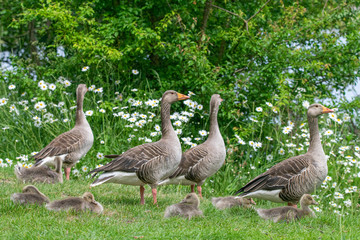 Flock of adult and juvenile goslings Greylag geese (anser anser)