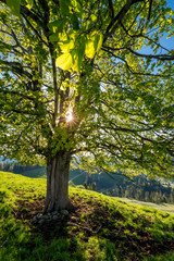 Fototapeta premium afternoon sun behind a linden tree on a hill im Emmental