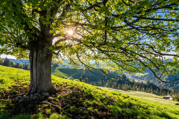 afternoon sun behind a linden tree on a hill im Emmental