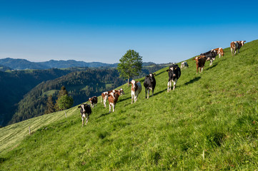 Fototapeta na wymiar happy swiss cows on a meadow in Emmental