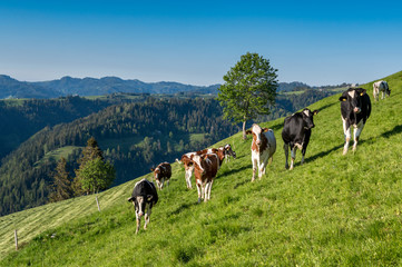 Fototapeta premium happy swiss cows on a meadow in Emmental