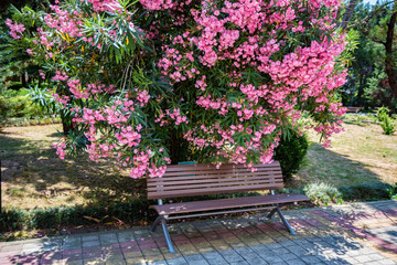 Blooming bush of pink oleander flowers or Nerium flower in park