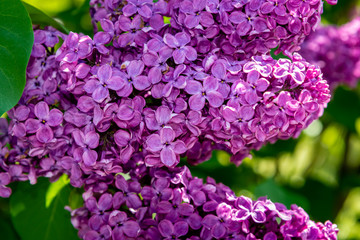 lilac flowers