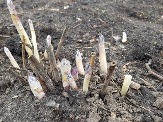 young asparagus sprouts