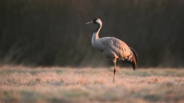 Common crane (Grus grus) on the meadow