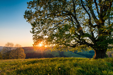 sunset behind a giant tree in Emmental