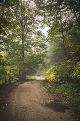 Fototapeta premium Road through the misty woods.