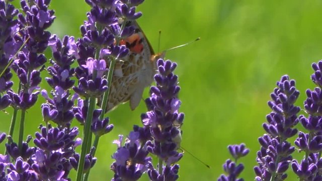butterflies and bees collect nectar on the blossoming lavender flowers on a sunny day.