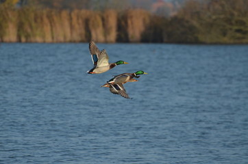Enten im Flug über einem See