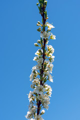 Flowering plum twig against blue sky.
