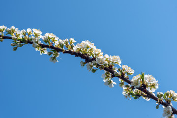 Flowering plum twig against blue sky.